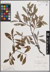 Foto von Salix daphnoides Vill.